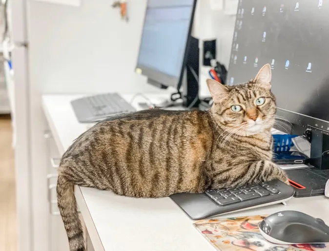 cat laying on computer keyboard